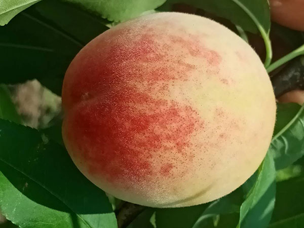 水蜜桃