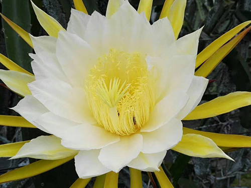 红心火龙果