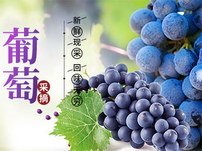 通道嚞翔农产品开发有限公司_通道水蜜桃销售|红心火龙果销售|阳光玫瑰销售|火龙果苗哪里好