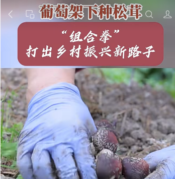 通道嚞翔农产品开发有限公司,通道水蜜桃销售,红心火龙果销售,阳光玫瑰销售,火龙果苗哪里好,通道嚞翔,嚞翔果园