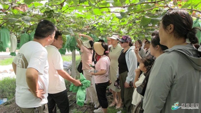 通道嚞翔农产品开发有限公司,通道水蜜桃销售,红心火龙果销售,阳光玫瑰销售,火龙果苗哪里好,通道嚞翔,嚞翔果园