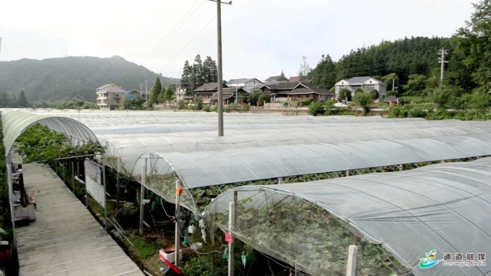 通道嚞翔农产品开发有限公司,通道水蜜桃销售,红心火龙果销售,阳光玫瑰销售,火龙果苗哪里好,通道嚞翔,嚞翔果园